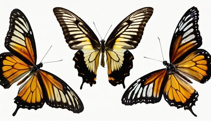 This set of three beautiful tropical butterflies Ulysses with wings spread and in flight is isolated on a white background