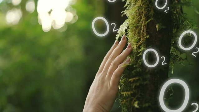 O2 or oxygen sign fresh air breathing. Hand of woman gently touching tree bark covered in green lush moss in rainforest. Plant release oxygen. Purifying process. Eco friendly. ESG, Green forest. 