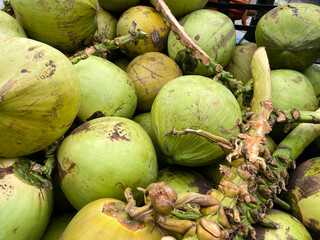 Green young coconuts with stems