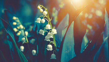  lily of the valley background spring flower