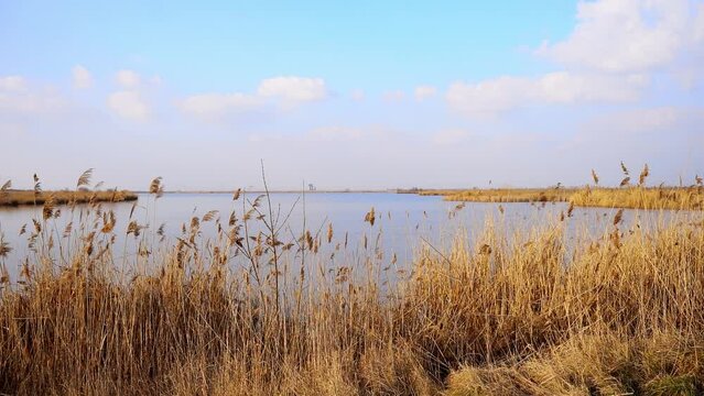 Beautiful view of reed gently swaying on lake shore against blue sky in spring