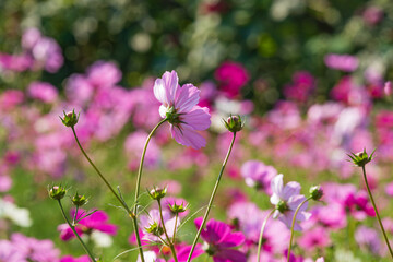 秋、こんにちは