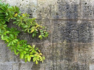 ivy on wall