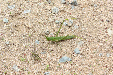 long-headed grasshopper on soil background
