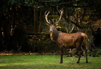Majestic deer in a lush forest surrounded by tall trees in South Chile, Natural Reserve Huilo-Huilo
