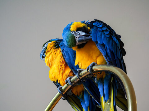 blue and yellow parrot macaw