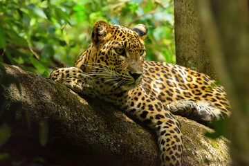 A close look of a Leopard
