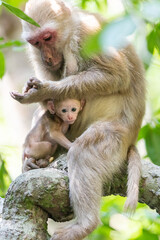 Monkey mother and baby on tree in forest. Animal in nature.