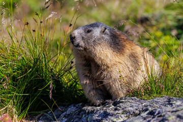 Alpenmurmeltier (Marmota marmota)