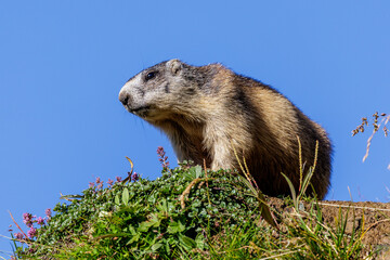 Alpenmurmeltier (Marmota marmota)