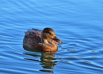 Stockente (Anas platyrhynchos) Weibchen im Kurpark Oberlaa