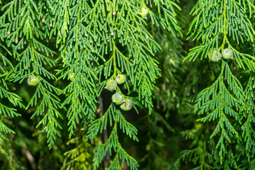 Nootka cypress
