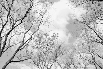 sky and forest trees as Abstract nature background - black and White scene with copy space