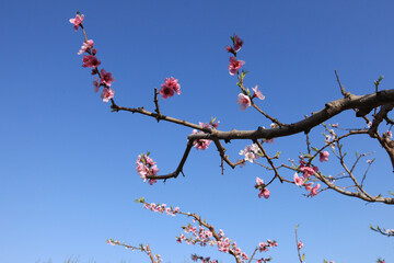 Peach trees blossom in spring