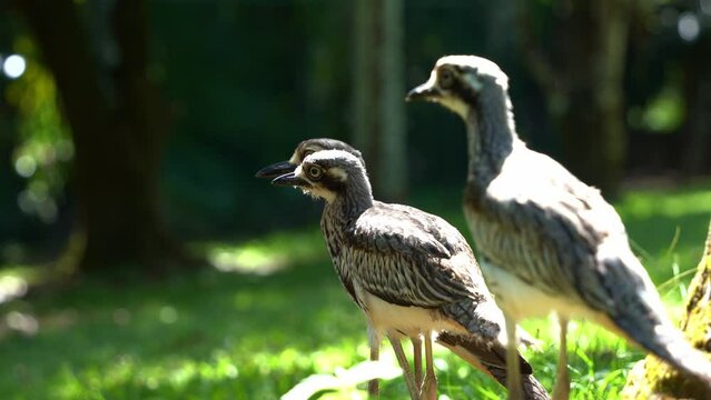 A family of shy ground-dwelling bush stone-curlew, burhinus grallarius standing on open plain under the shade, wondering around its surroundings, close up shot.