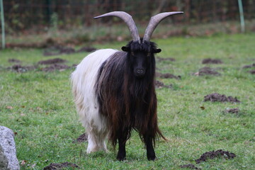 ziege