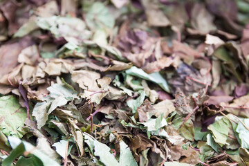 Cherry tree leaves. Medical plant.