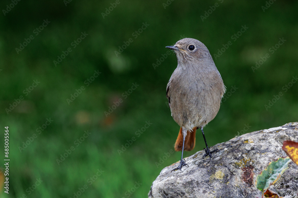 Wall mural hausrotschwanz (phoenicurus ochruros) weibchen badet