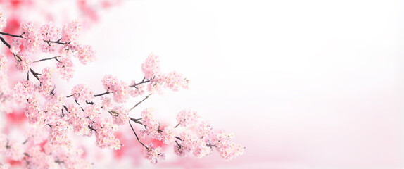 Horizontal banner with sakura flowers of pink color on sunny backdrop. Beautiful nature spring background with a branch of blooming sakura. Sakura blossoming season in Japan - obrazy, fototapety, plakaty