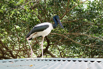 Black-necked stork (Ephippiorhynchus asiaticus) males have dark brown or black iris : (pix Sanjiv...