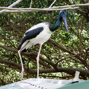 Black-necked stork (Ephippiorhynchus asiaticus) males have dark brown or black iris : (pix Sanjiv Shukla)