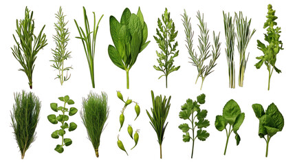 Set of Fresh Herbs Isolated on Transparent or White Background, PNG