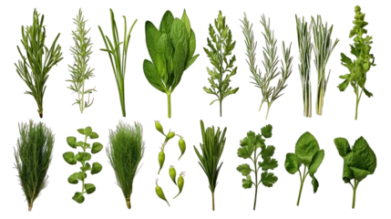 Poster Set of Fresh Herbs Isolated on Transparent or White Background, PNG © Bob