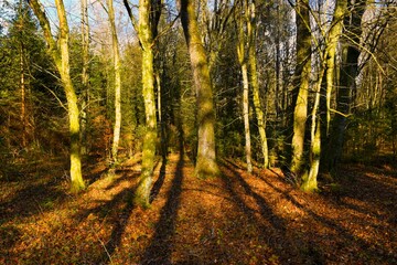 Leafless hornbeam and oak trees lit by sunlight