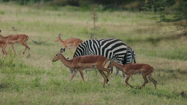 Gazelles And Zebras Graze In Savannah. African Wildlife.