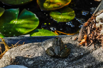 frog sitting on a stone to jump into the water - obrazy, fototapety, plakaty