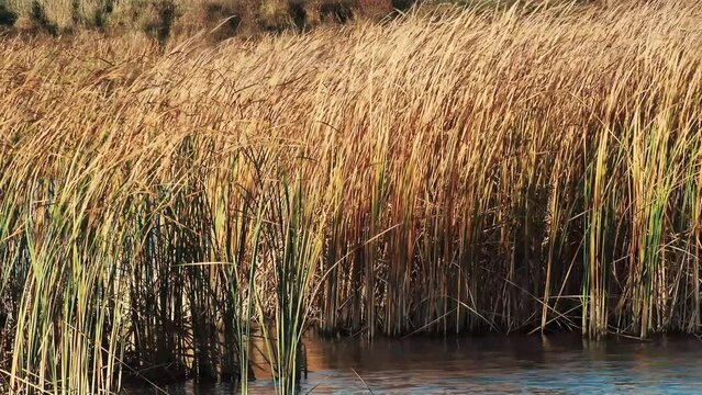 Wind blows through reeds on a lake in autumn season.