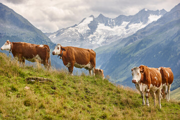 Cows grazing in pasture. Farming. Tirol region. Austrian alps.