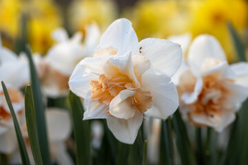 White and pink Double daffodils Narcissus Delnashaugh bloom in a garden in April