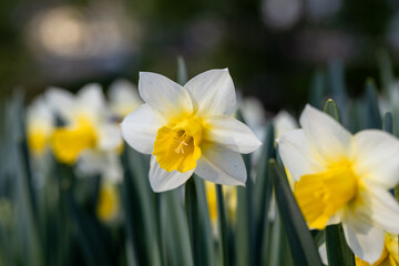 Close-up of white narcissus flowers Narcissus poeticus in spring garden