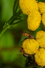 Mrówki walczące o pyłek kwiatowy  - obrazy, fototapety, plakaty