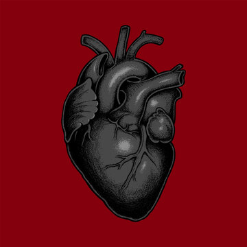 Human heart anatomically correct hand drawn line art and dotwork. Flash tattoo or print design vector illustration