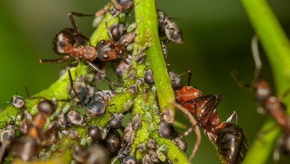 Mszyce i mrówki żyjące w symbiozie na kwitnącym kwiatku