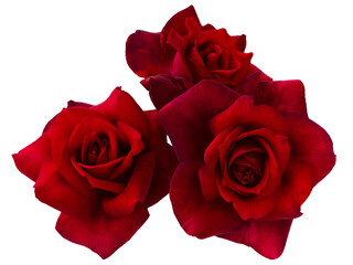 Three bright red roses on transparent background. Detail for creating a collage - 685015374