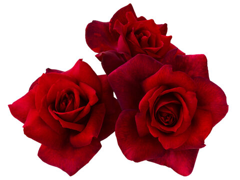 Three bright red roses on transparent background. Detail for creating a collage