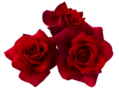 Three bright red roses on transparent background. Detail for creating a collage