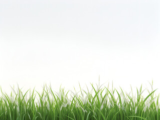 Fototapeta premium fresh green grass on a white minimalistic background
