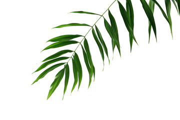 a green  leaf is seen on a white background