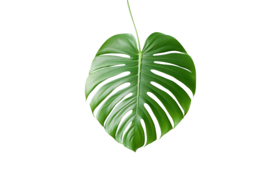 a monstera leaf is seen on a white background