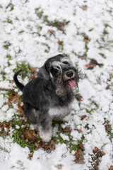 Cute zwergschnauzer in winter in a snowy park