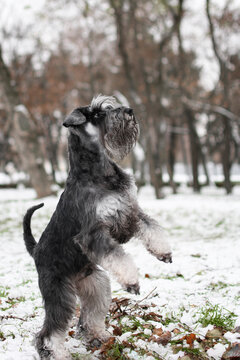 A black-and-white Zwergschnauzer jumps in the snow