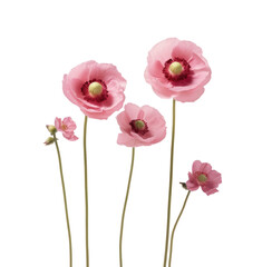 three fresh pink flowers are on a white surface