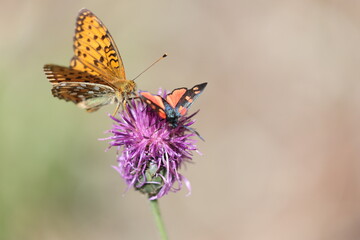 high brown fritillary and six-spot burnet pollinating a knapp weed in an alpine summer meadow