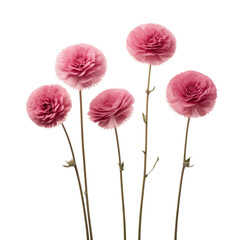Obraz na płótnie Canvas three fresh pink flowers are on a white surface