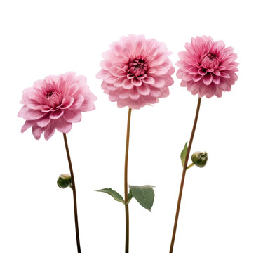 three fresh pink flowers are on a white surface
