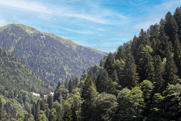 Fototapeta na wymiar Mountainous area covered with forest. Black Sea forests. Shot in Rize Turkey